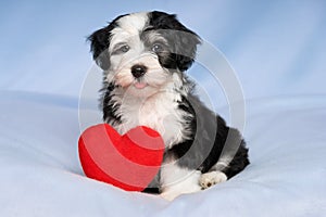 Happy Lover Valentine Havanese puppy is sitting on a blue blanket