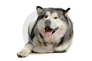 Happy malamute