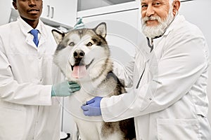 Happy malamute dog with his veterinarians posing.