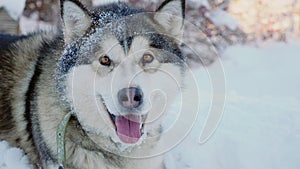 Happy Malamute dog lying on the snow in winter