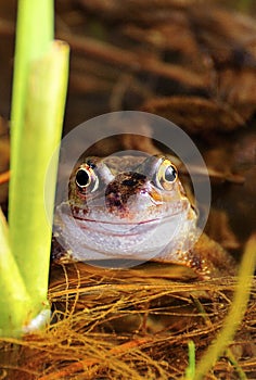 Very happy froggy (Rana temporaria)