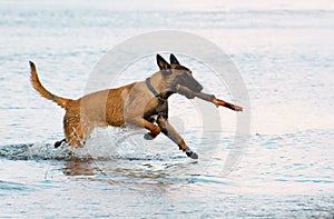 The happy Malinois dog, six month old, with the wooden stick in its mouth is running in the water