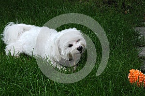 Happy maltese dog in a meadow