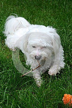 Happy maltese dog in a meadow