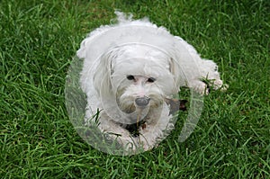 Happy maltese dog in a meadow