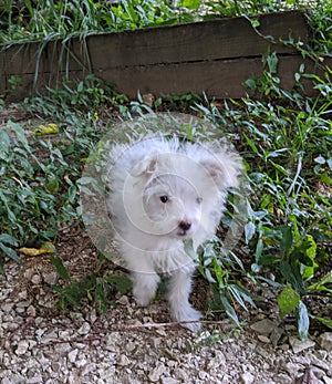 Happy Maltipom Curiously Gazes in the Garden