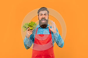 Happy man in apron showing OK holding fresh leaf lettuce yellow background, greengrocer