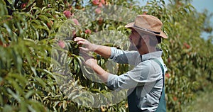 Happy man controlling ripeness of peaches in garden