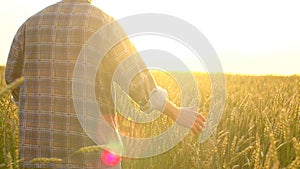 Happy man farmer walking in beautiful ripe wheat field at sunset or sunrise. Male farmer touching ear of wheat his farm