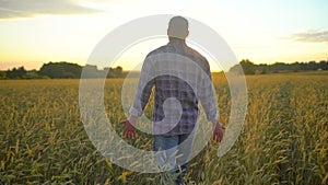 Happy man farmer walking in beautiful ripe wheat field at sunset or sunrise. Male farmer touching ear of wheat his farm
