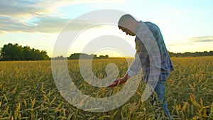 Happy man farmer walking in beautiful ripe wheat field at sunset or sunrise. Male farmer touching ear of wheat his farm