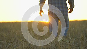 Happy man farmer walking in beautiful ripe wheat field at sunset or sunrise. Male farmer touching ear of wheat his farm