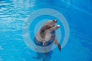 Happy dolphin in dolphinarium