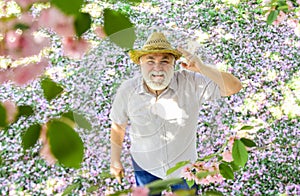 Happy man under sakura tree looking upwards. Happy smiling senior man looking up. Old man positive and optimistic. Good