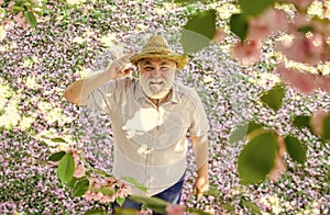 Happy man under sakura tree looking upwards. Happy smiling senior man looking up. Old man positive and optimistic. Good