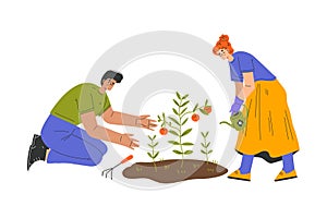 Happy Man and Woman Farmer Character Cultivating Tomato Crop Vector Illustration