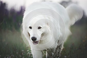 happy maremma sheepdog. Big white dog breed maremmano abruzzese shepherd strolling in the field of lupines at sunset