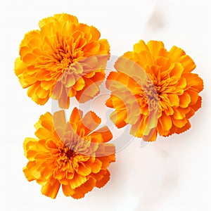 Happy Marigold: Pop-culture-infused Orange Flowers On White Background photo