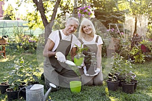 Happy mature couple transplanting flowers and gardening together, enjoying landscaping their garden