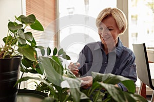 Happy mature woman taking care and watering houseplants at home. Housework and plants care concept
