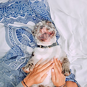 Happy merle french bulldog dog lying upside down