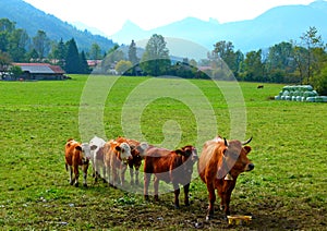 Happy milk cow with calves on big meadow