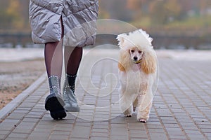 Happy miniature apricot poodle strutting around women's feet on a walk