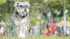 Happy miniature, schnauzer puppy running with nice background co