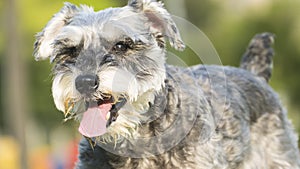 Happy miniature, schnauzer puppy running with nice background co