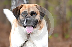 Happy mix breed Corgi Beagle Hound dog outside on leash wagging tail