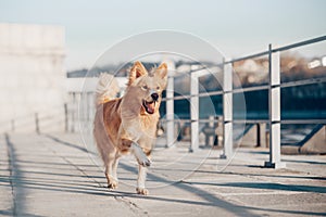 Happy mixbreed dog running along the quay photo