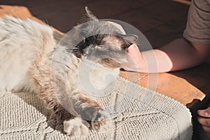 happy mixed breed cat being stroked by little girl. cat under the evening sun lying on wooden floor. relaxed pet