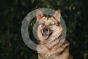 Happy mixed breed dog with an id tag posing outdoors