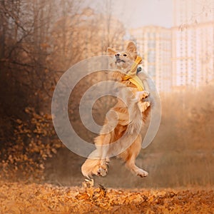 Happy mixed breed dog jumping outdoors in autumn