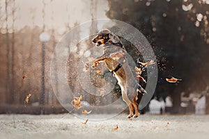 Happy mixed breed dog jumping up with fallen autumn leaves