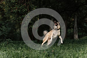 Happy mixed breed dog jumping up outdoors