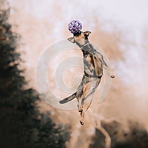 Happy mixed breed dog jumping up to catch a toy