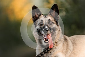 Happy mixed breed dog portrait outdoors in summer