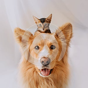 Happy mixed breed dog posing with a kitten on his head