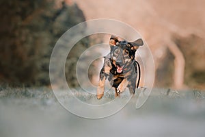 Happy mixed breed dog running outdoors in spring