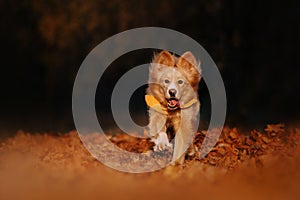 Happy mixed breed dog runs outdoors in autumn