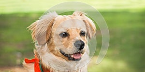 Happy mixed breed pet dog smiles on grass