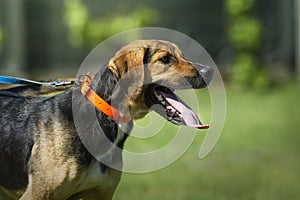 Happy mongrel dog standing in the grass with the tongue sticking out looking to the right