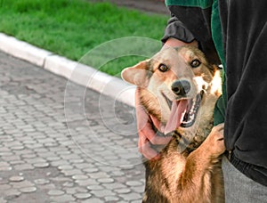 Happy mongrel dog stands on hind legs next to woman