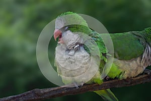 Happy Monk Parakeet