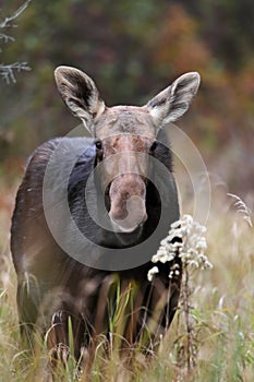 Happy Moose