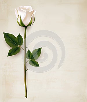 Happy Mother's Day background. Single white rose