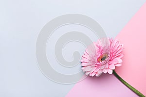 Happy Mother`s Day or Birthday greeting card. Elegant gerbera flower on Minimal geometrical paper background. Backdrop