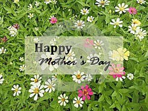 Happy Mother\'s Day card sign on green background of fresh red and white zinnia flowers plant with leaves.