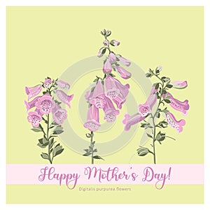 Happy Mother\'s Day. Congratulations flower card. Foxglove flower drawings.